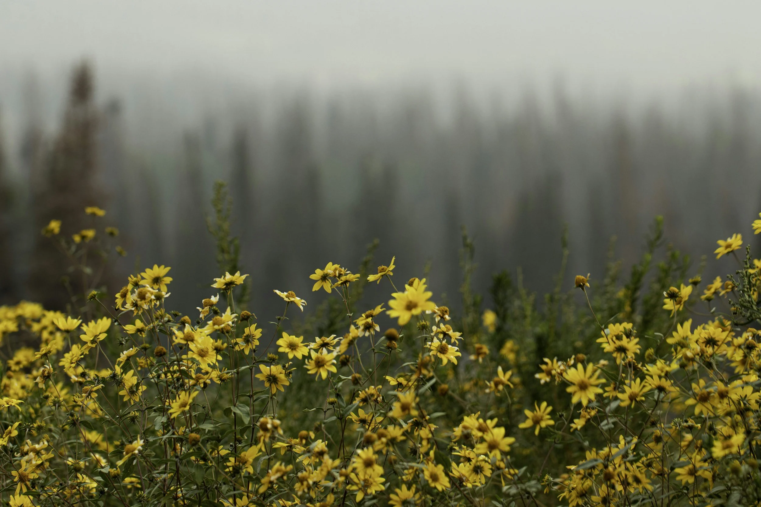 Wildfire smoke may have cleared, but mental health impacts can linger