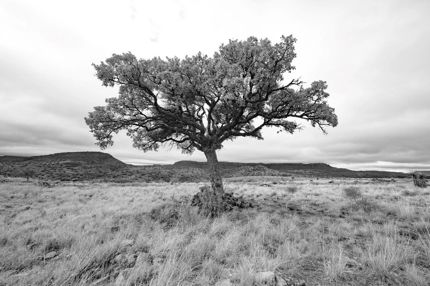 28-bw-tree-loose-1-original.jpg