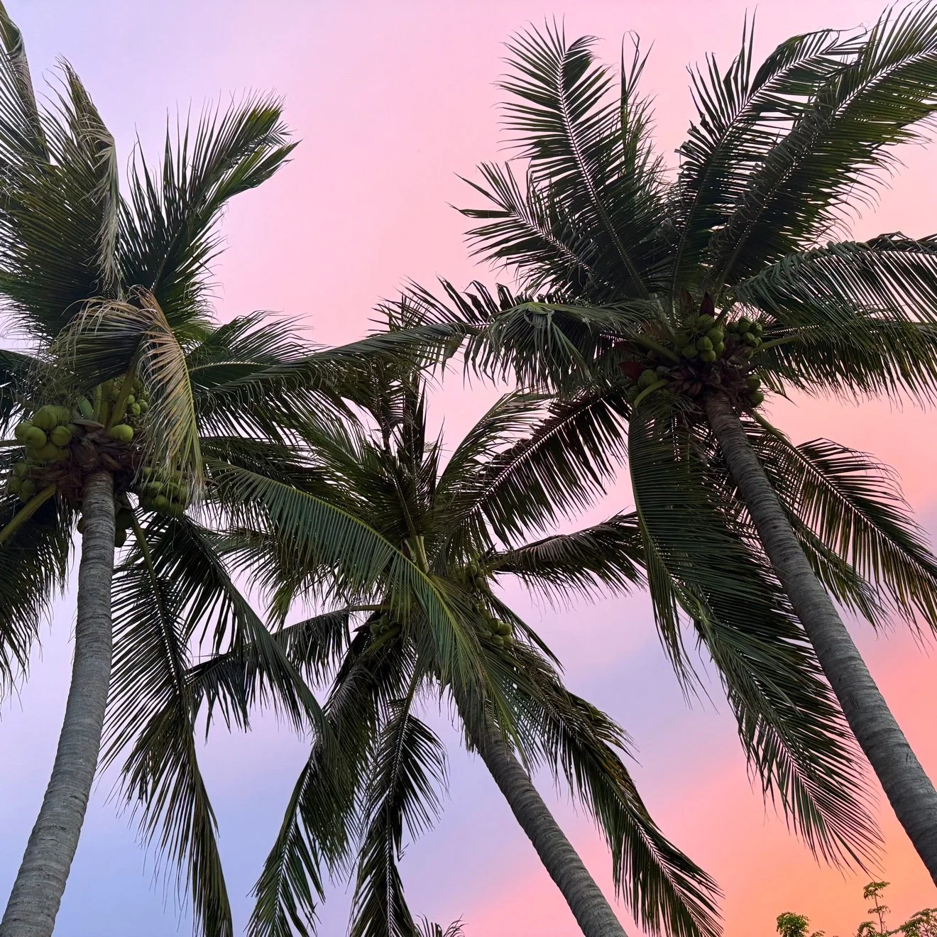 Original photograph of three palm trees from below against a pink sunset sky