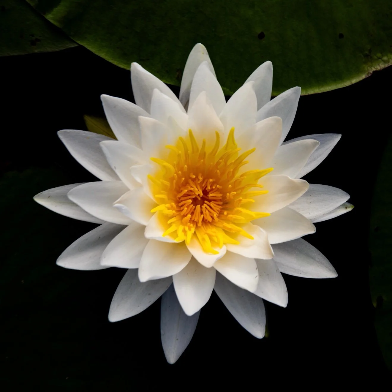 Original photograph of a white water lily from above, yellow center, dark water