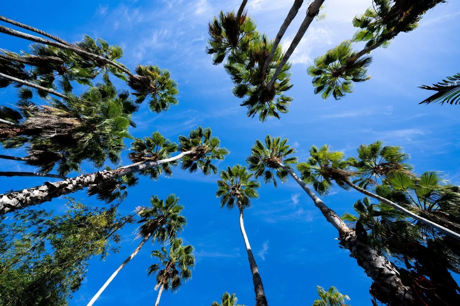 11-palms-against-the-sky-1-original.jpg
