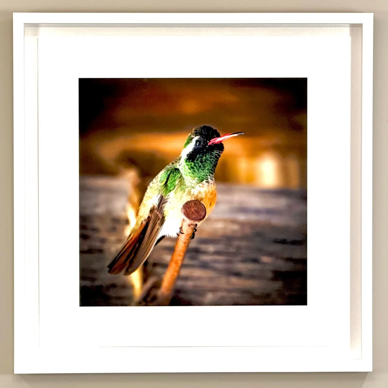 Framed photograph of a hummingbird perched, white frame, hanging on a wall