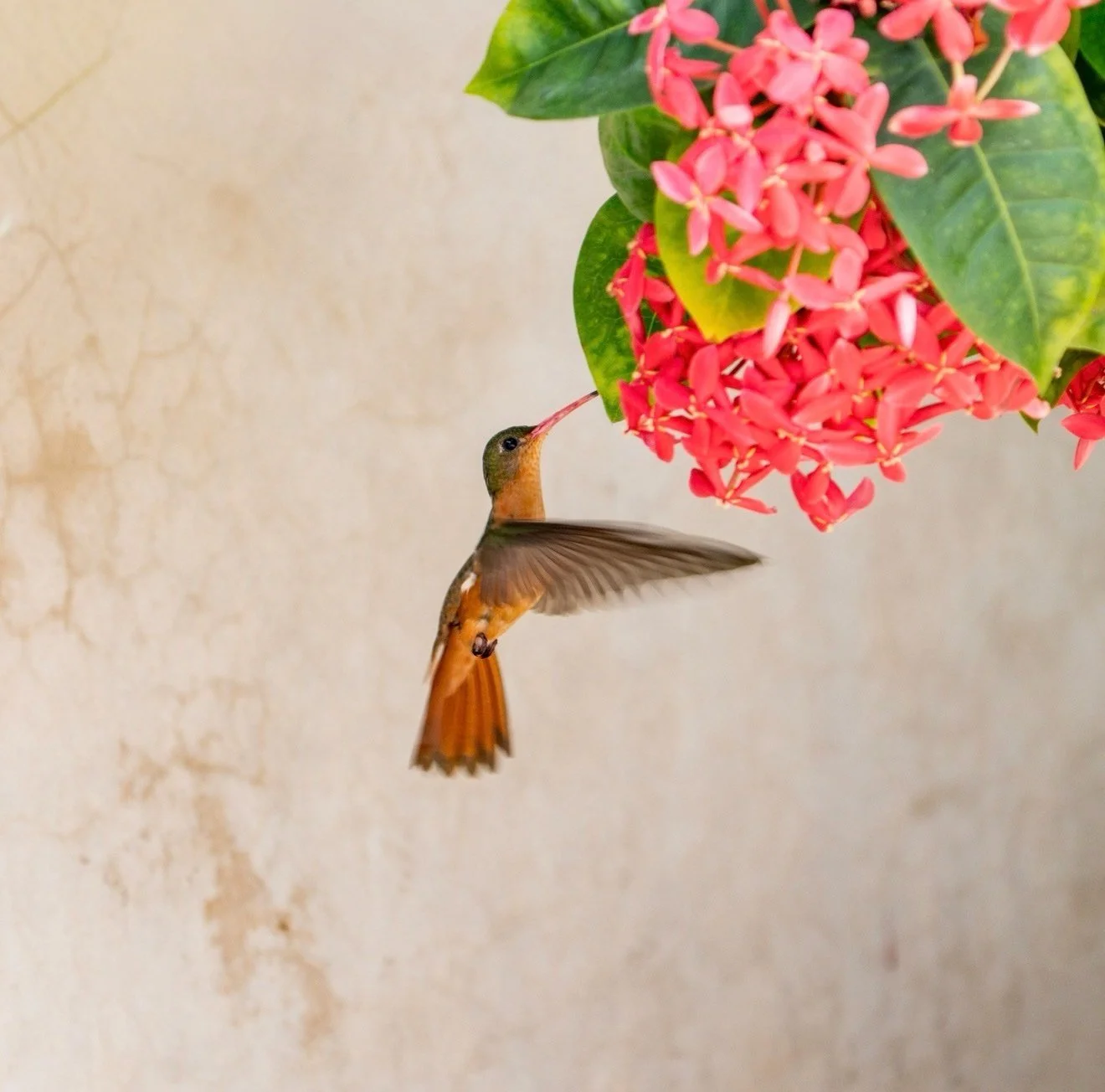 Original photograph of a hummingbird at pink ixora flowers