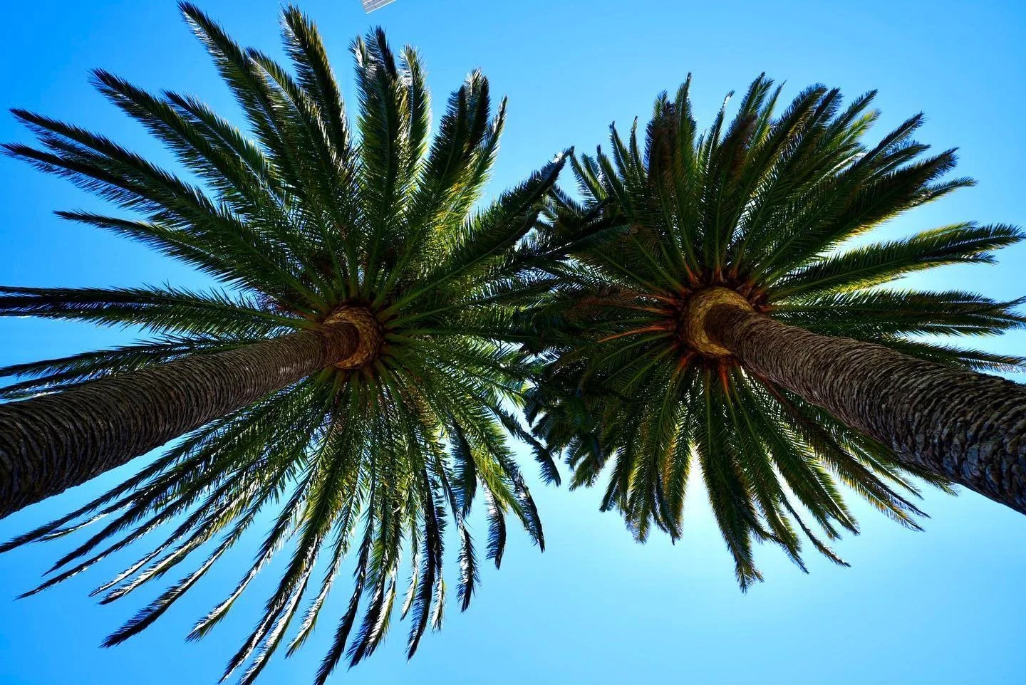 08-two-palms-from-below-1-original.jpg