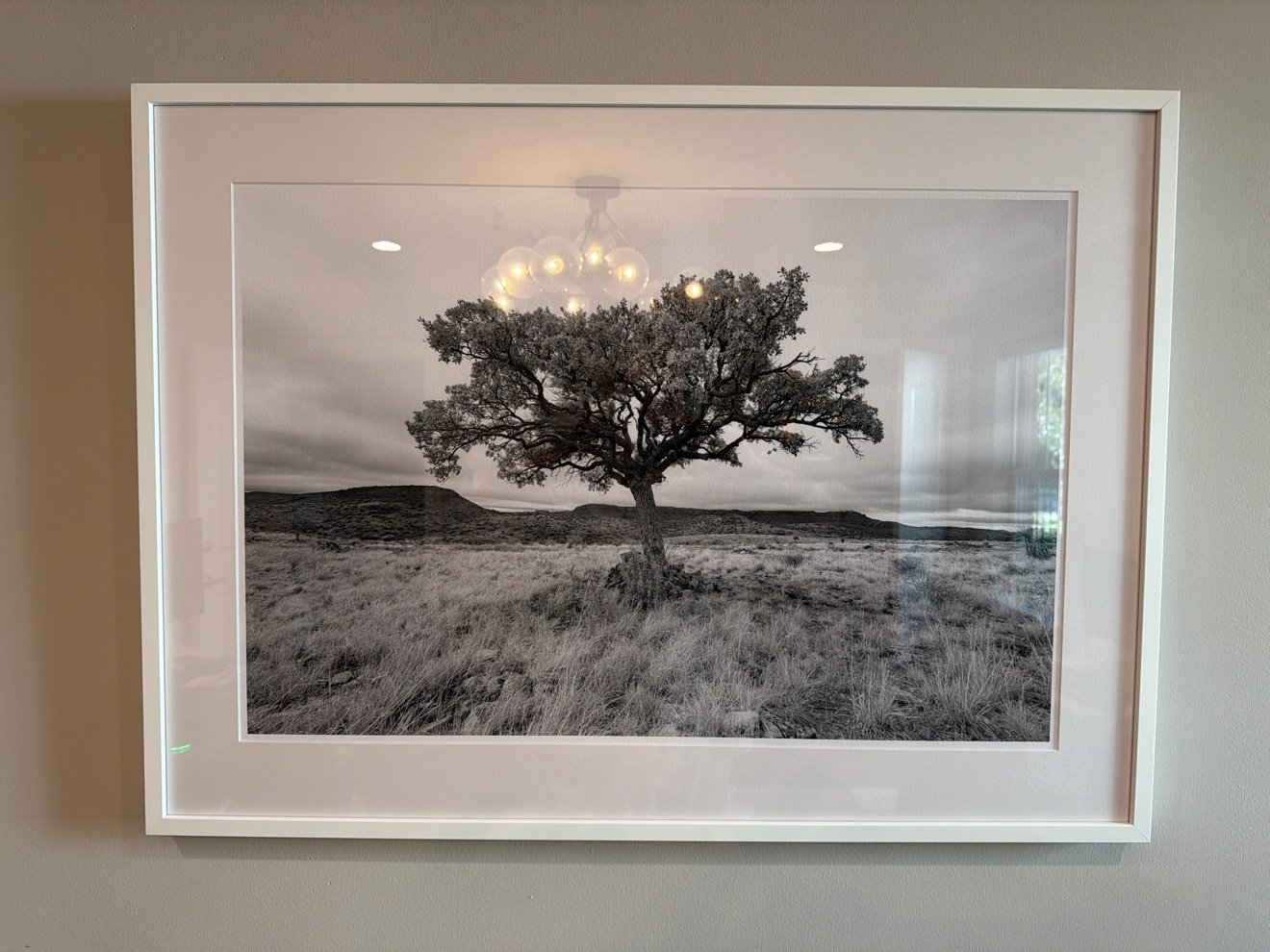 stock-bw-tree-framed-2026-10-27.jpg