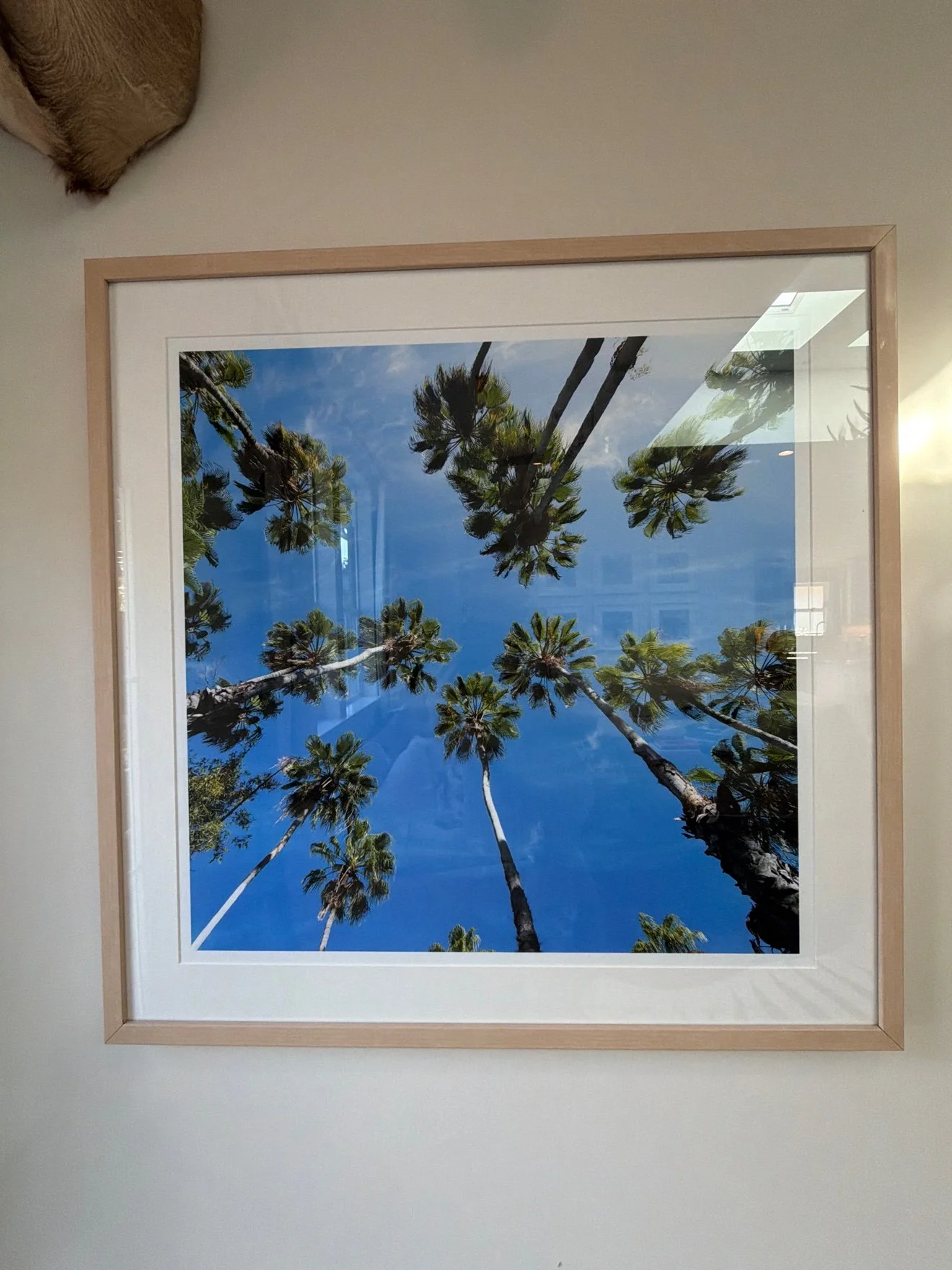 Framed photograph of palm trees from below, framed print