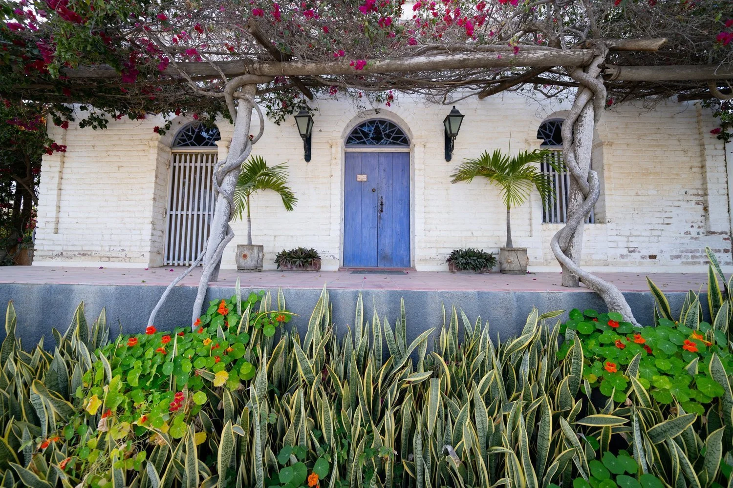 05-blue-door-vine-pergola-1-original.jpg