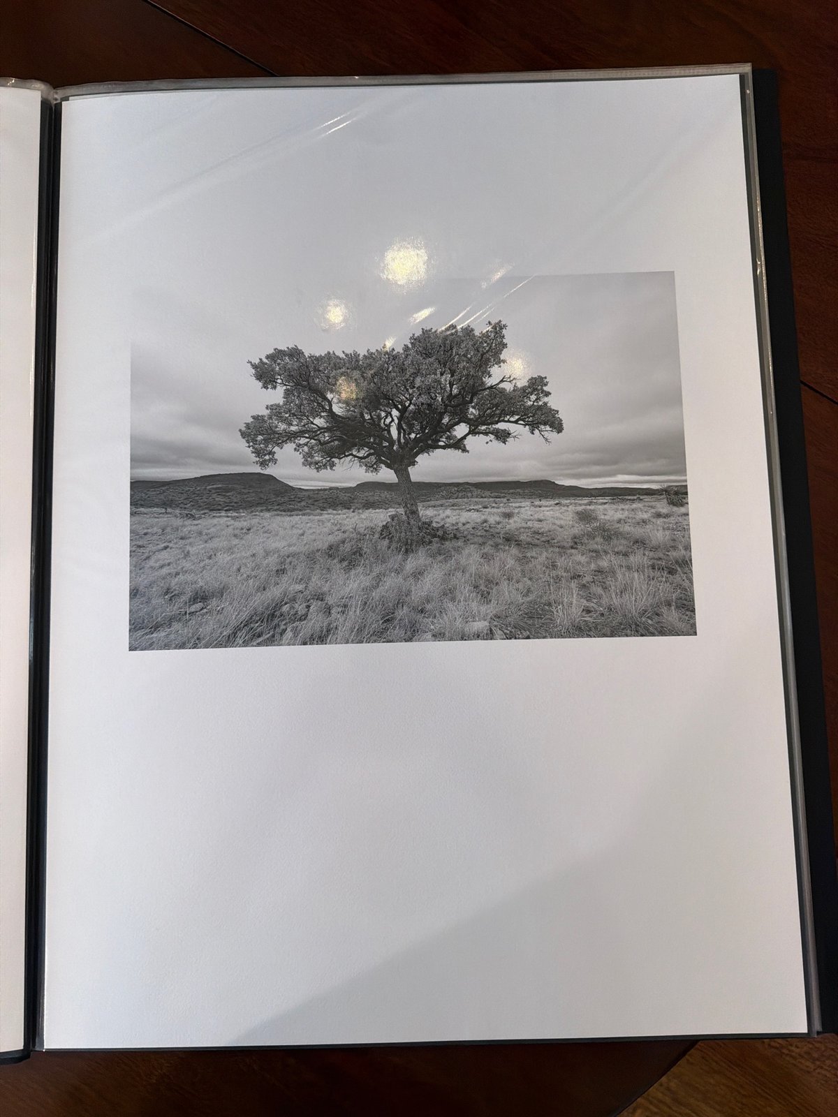 17-bw-tree-portfolio-2-print.jpg