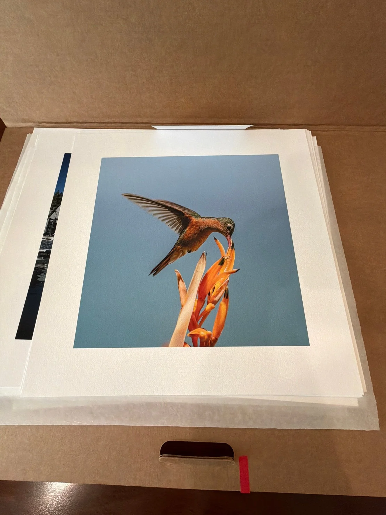 Loose print of a hummingbird on a blue backdrop, in a flat box