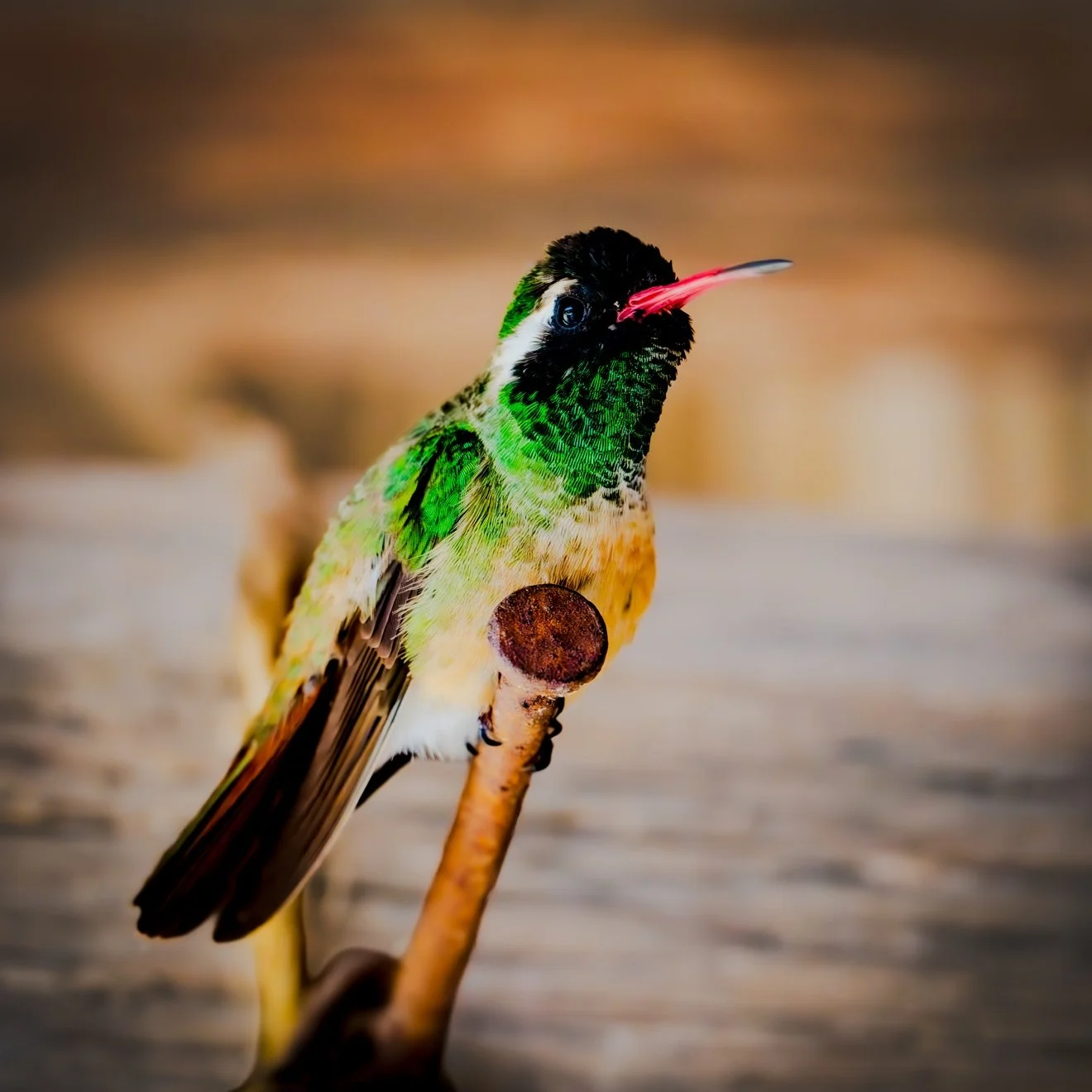 Hummingbird Perched — Framed