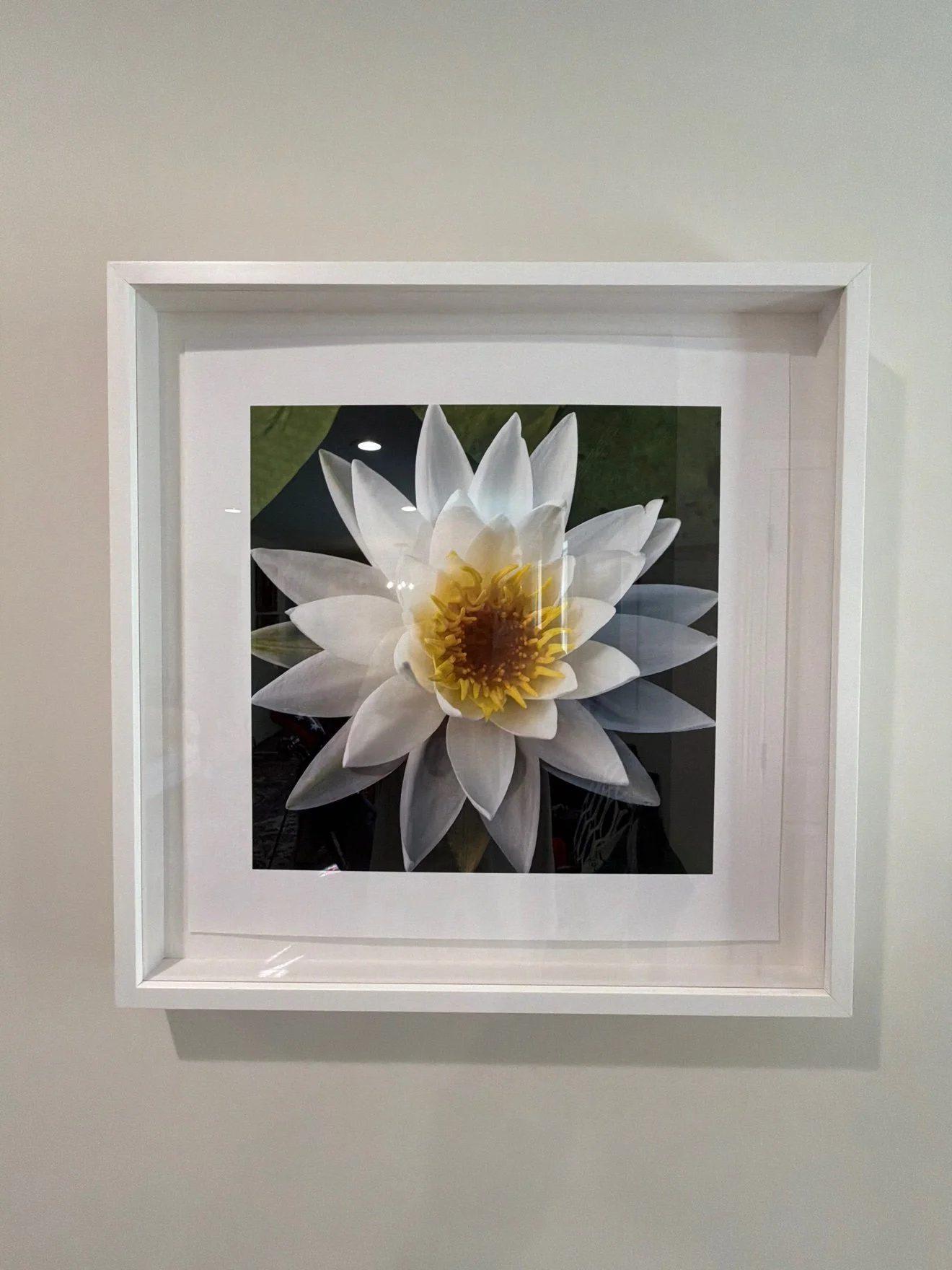 Framed photograph of a white water lily, framed print