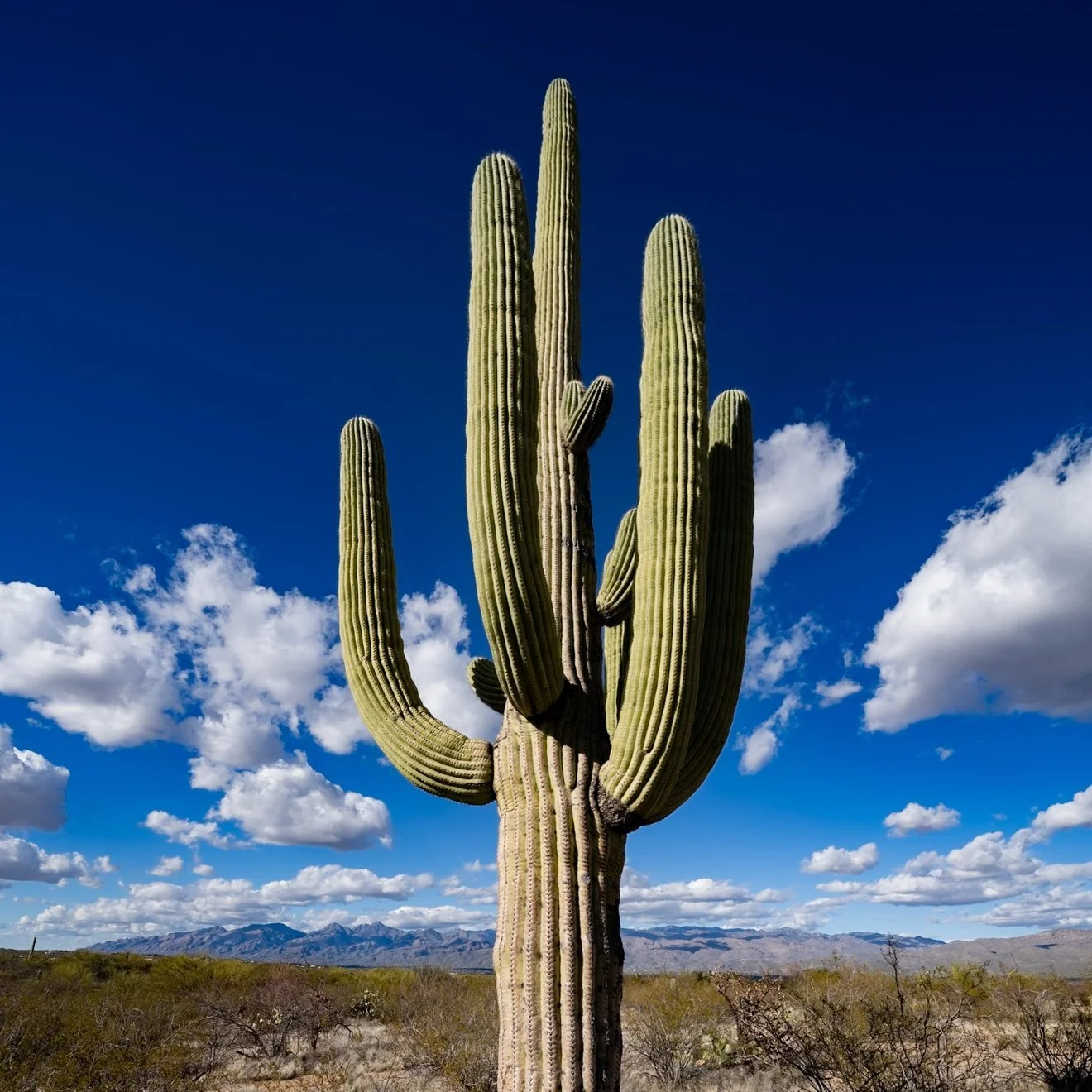 09-saguaro-1-original.jpg