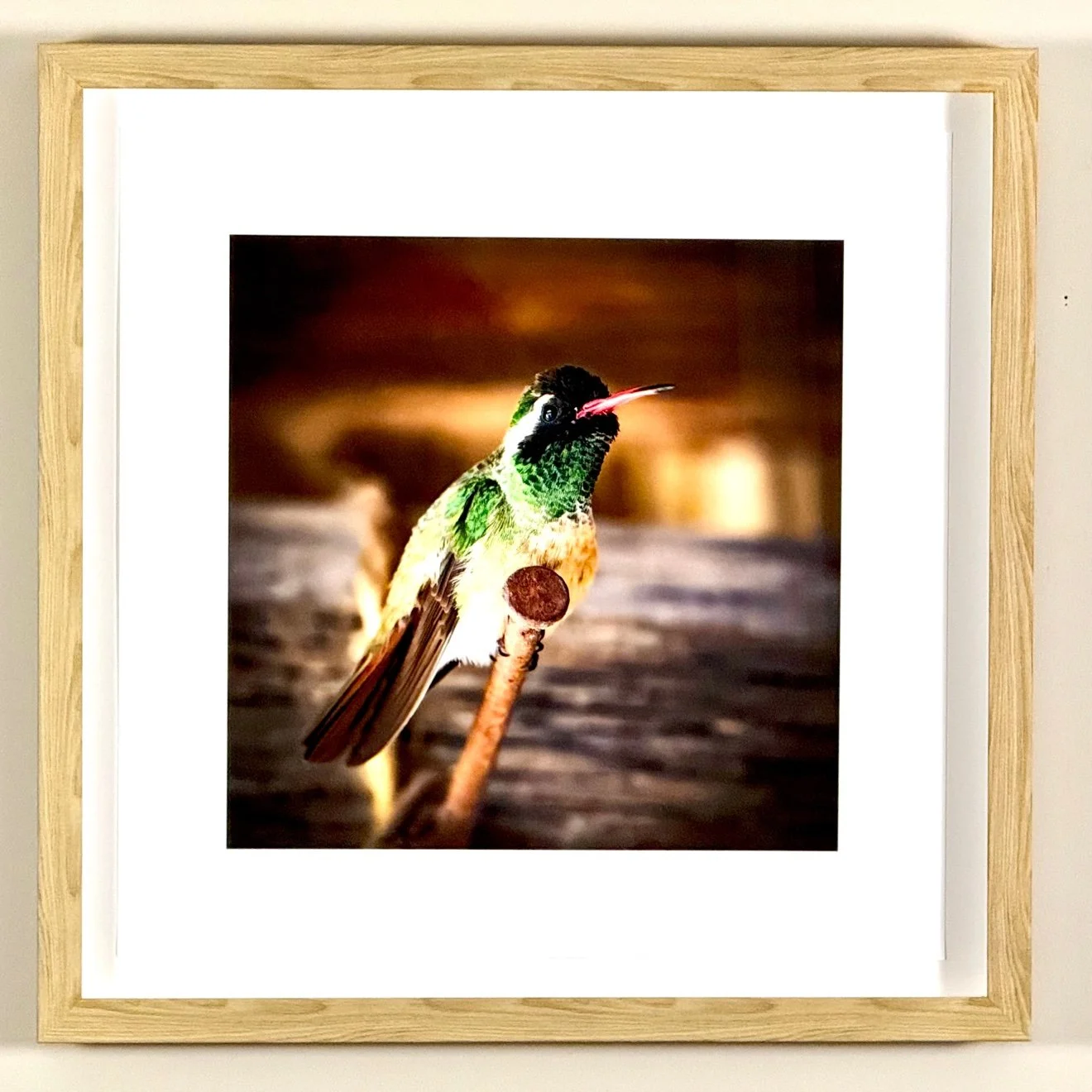 Framed photograph of a hummingbird perched, light wood frame with white mat, hanging on a wall