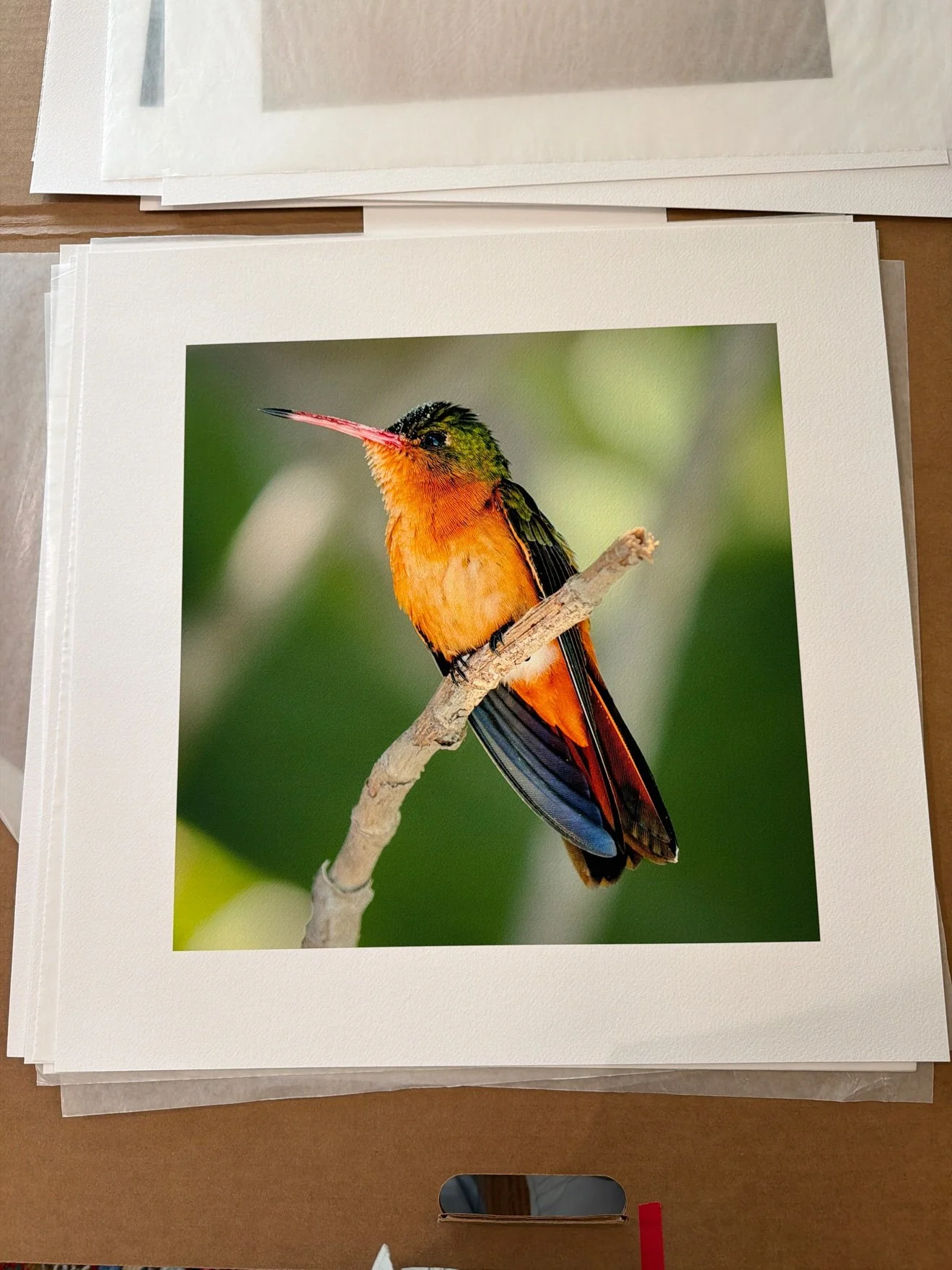 Loose print of a cinnamon hummingbird perched on a branch