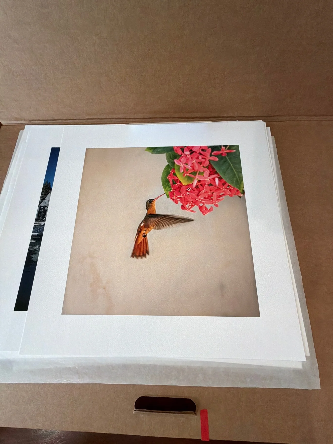 Loose print of a hummingbird at pink ixora flowers, in the studio