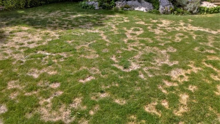 Fairy Ring Control: How To Get Rid of Fairy Ring | DIY Fairy Ring Treatment  Guide