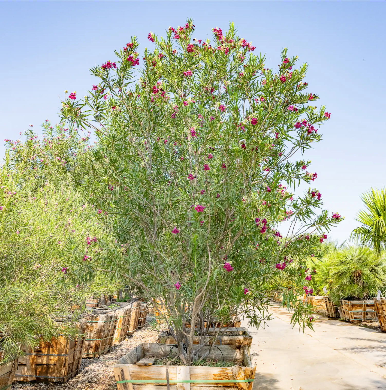 Desert Willow Tree
