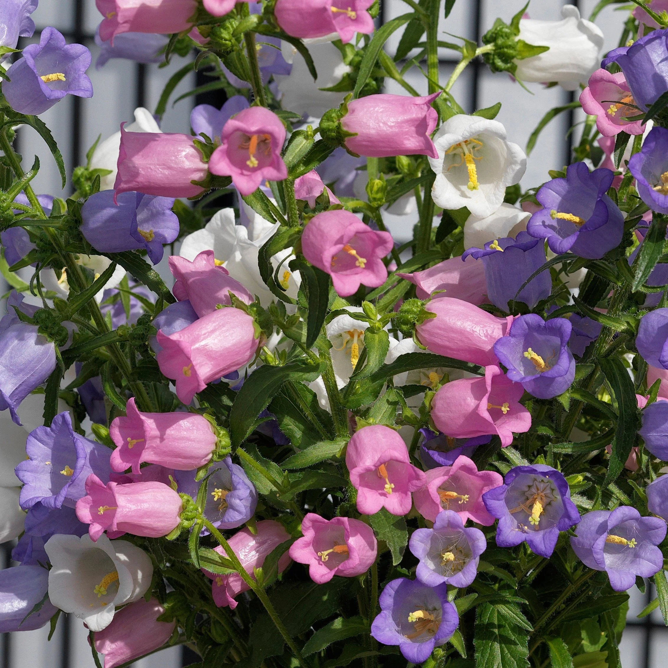Mix Campanula.jpg