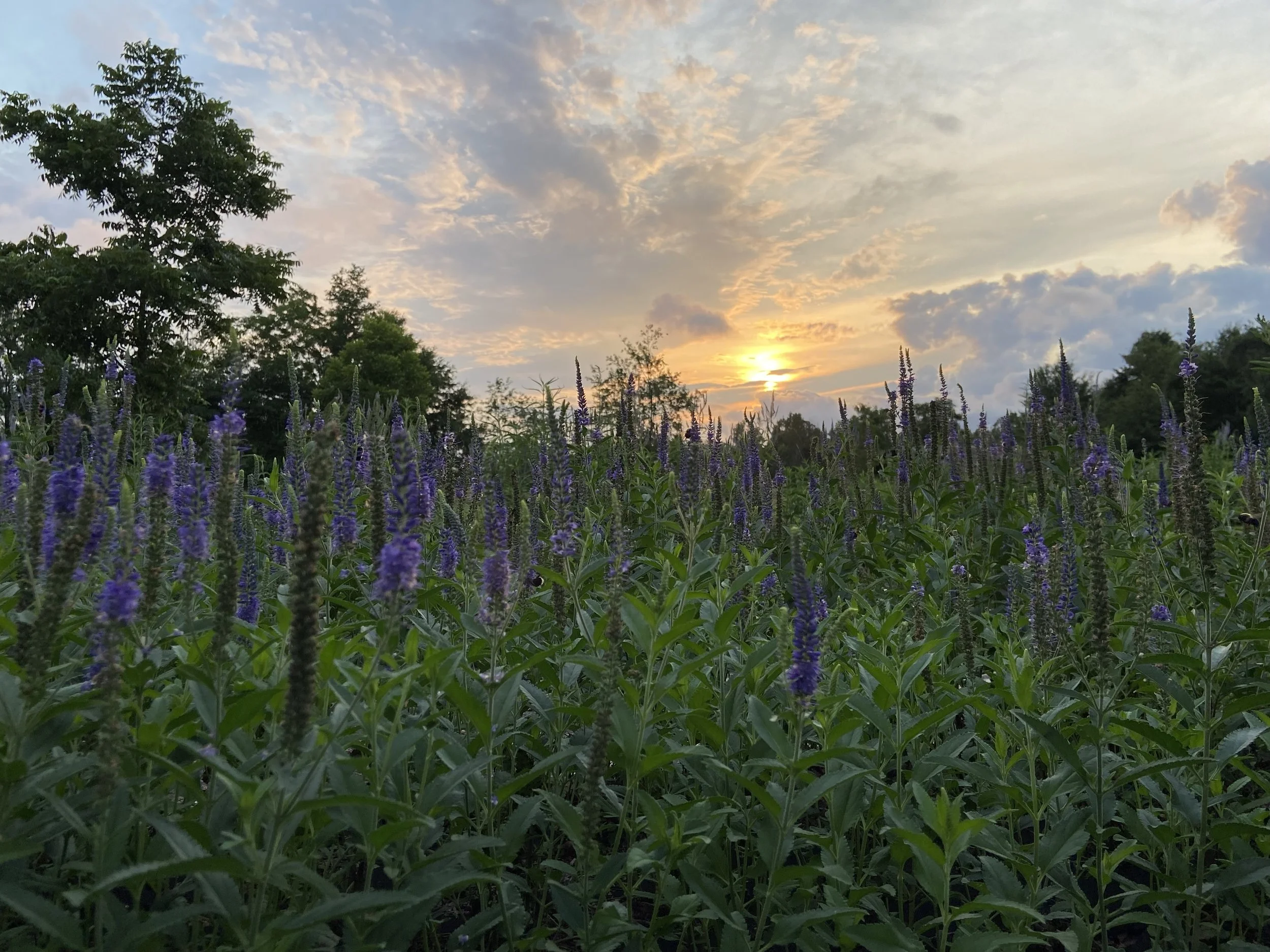 Guest Speaker (All About Our Farm)