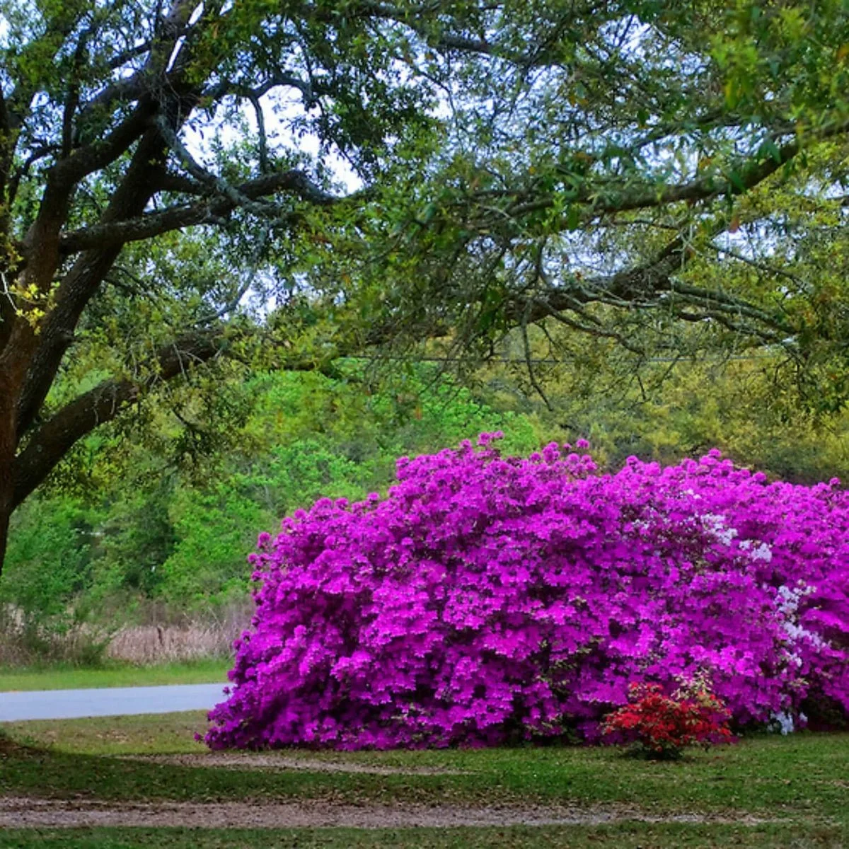 azalea purple formosa.jpg