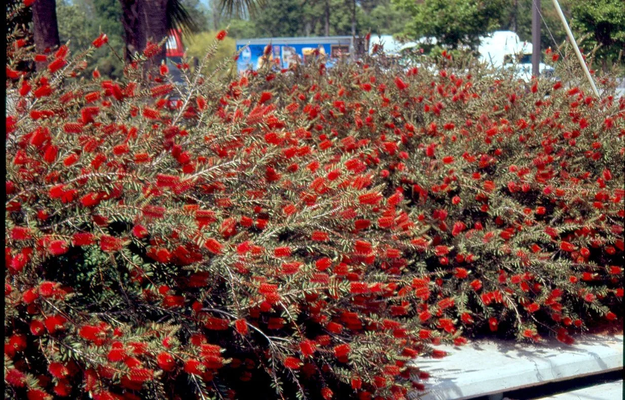 Bottlebrush Semmes Hardy