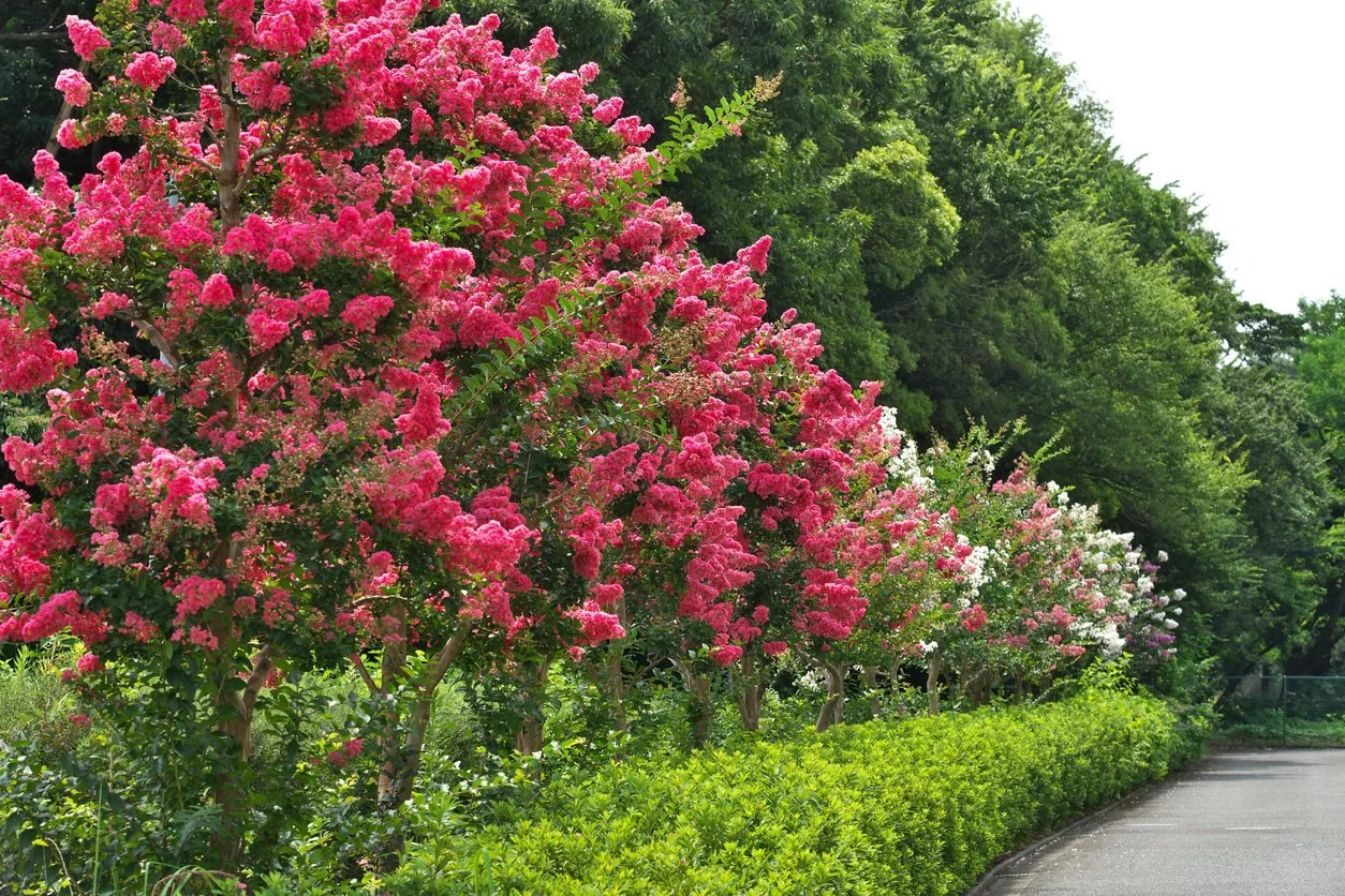 Crape Myrtle_Miami_2.jpg