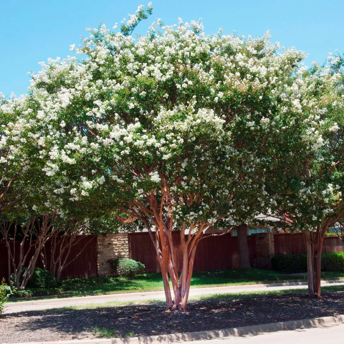 Crape Myrtle