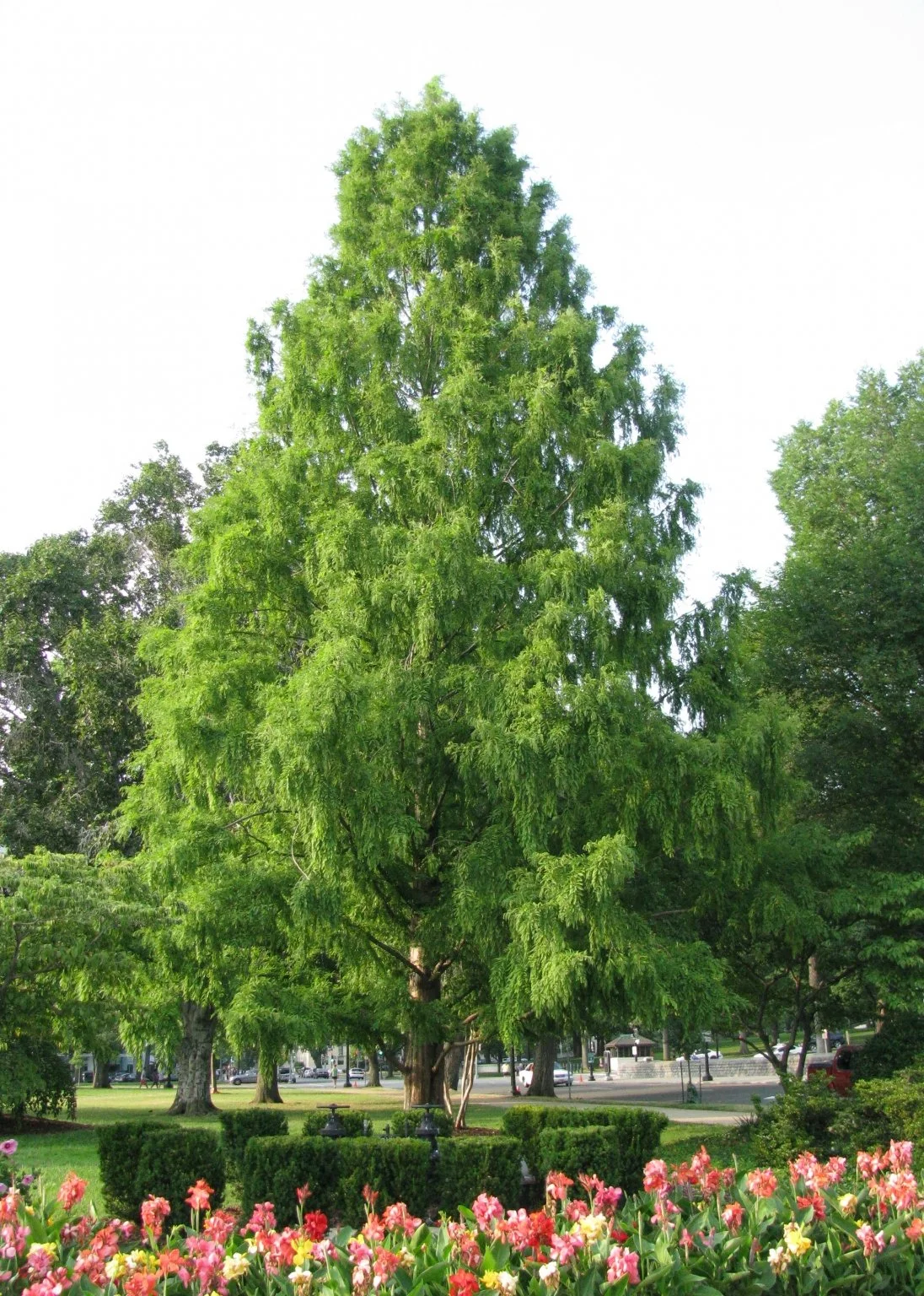 Bald Cypress