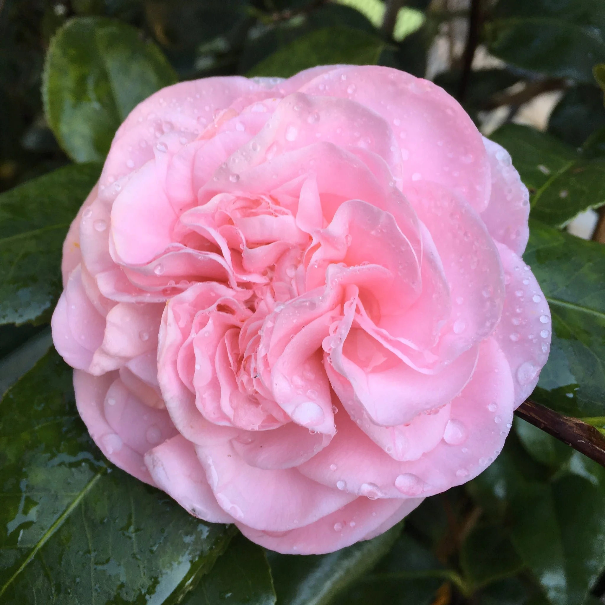 Camellia_Japonica_Deputante.jpg