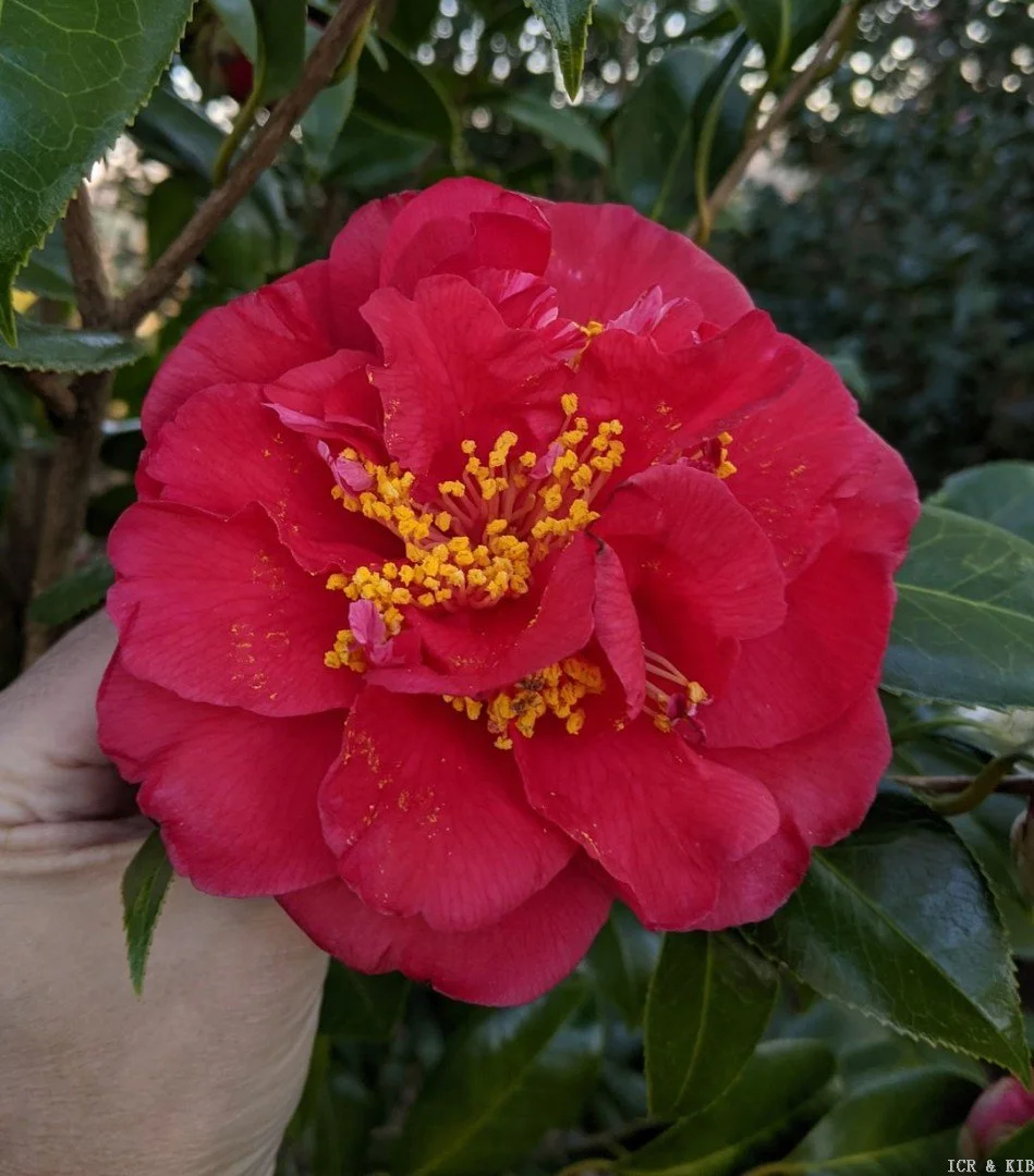 Camellia_Japonica_Laura Walker.jpg