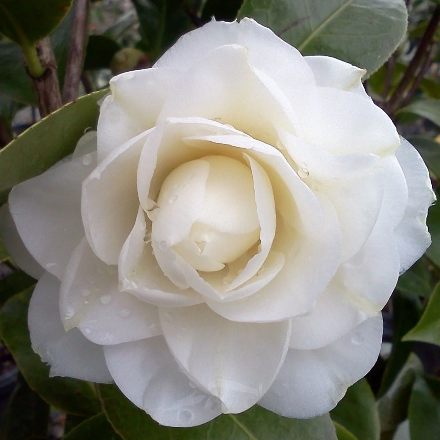 Camellia_Japonica_Morning Glow.jpg