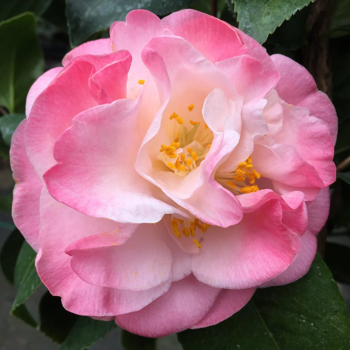 Camellia_Japonica_Mrs Lyman Clark.jpg
