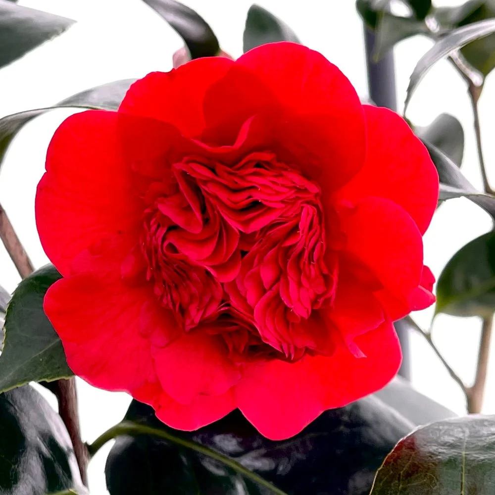 Camellia_Japonica_Professor Sargent.jpg