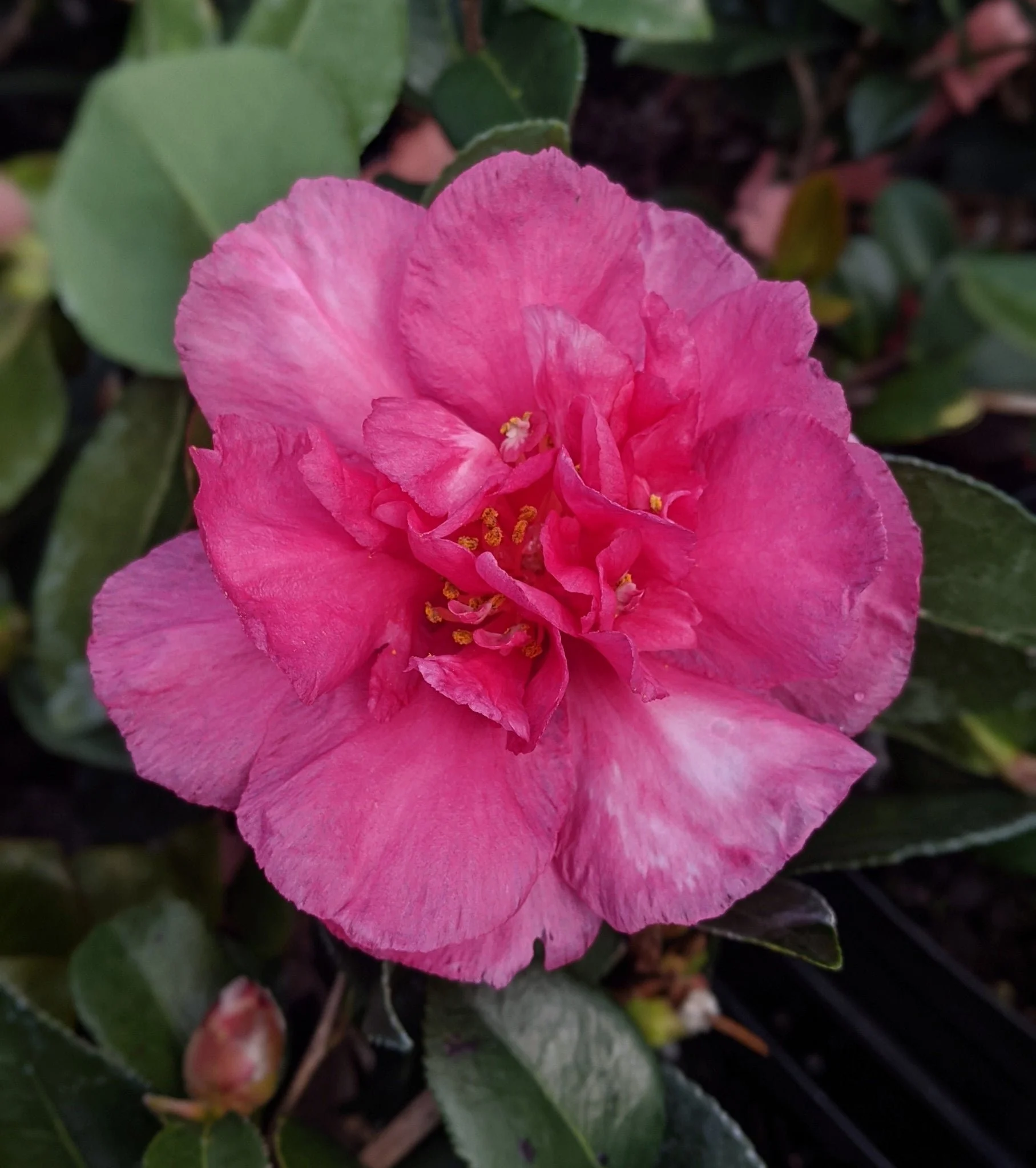 Camellia_Sasanqua_Bonanza.jpg