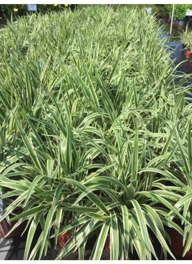 Dianella Flax Lily