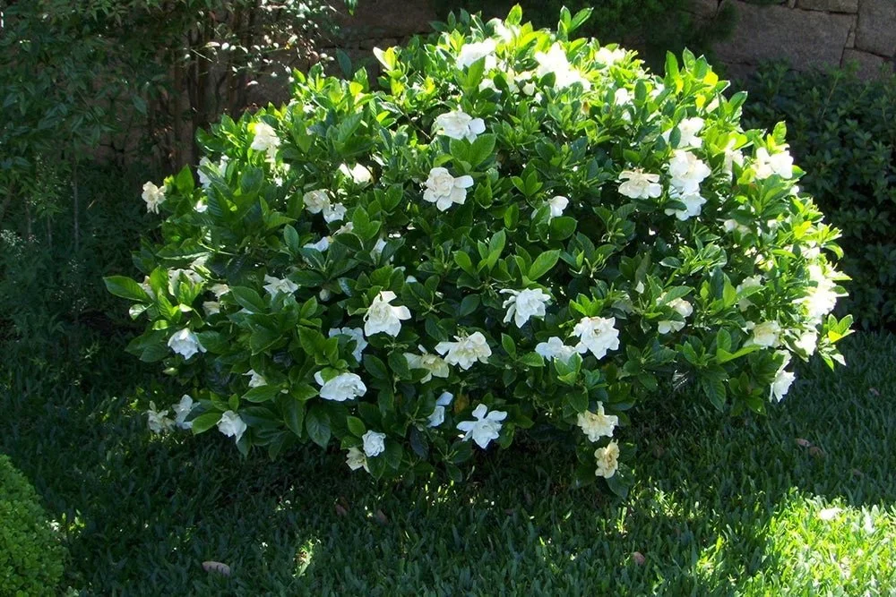 Gardenia Frost Proof