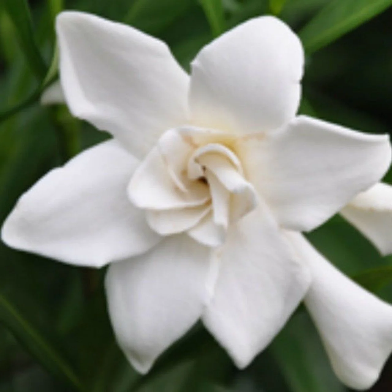 Gardenia_Frost Proof_2.jpg