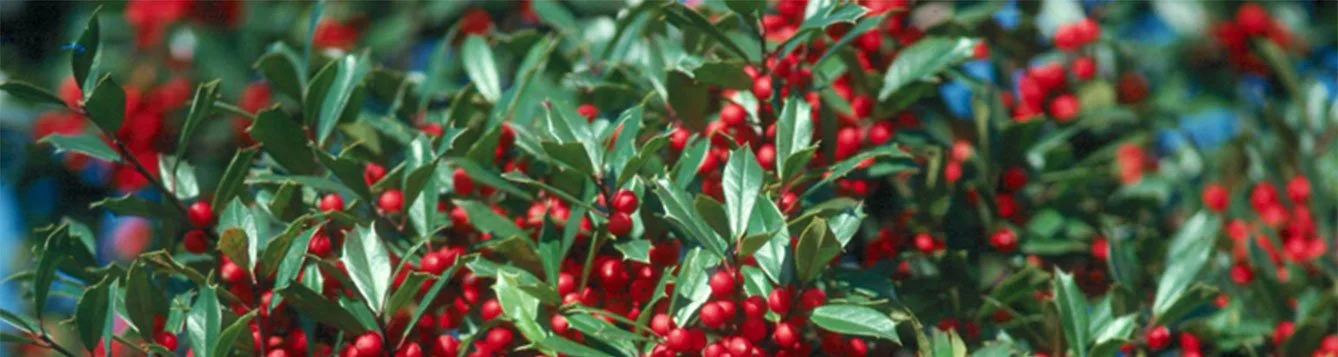 East Palatka Holly