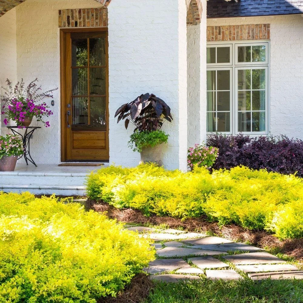 Ligustrum Sunshine