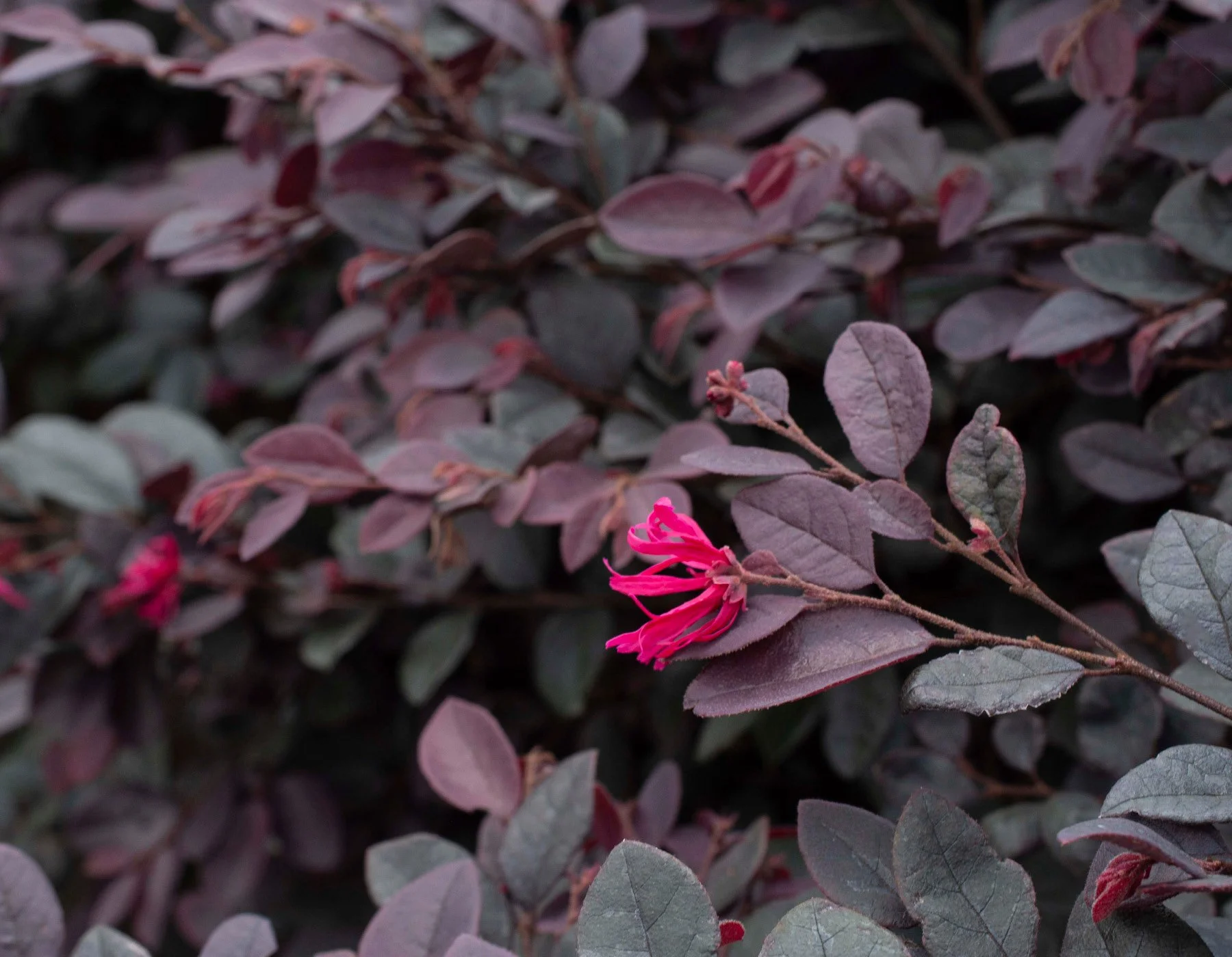 Loropetalum Cerise Charm