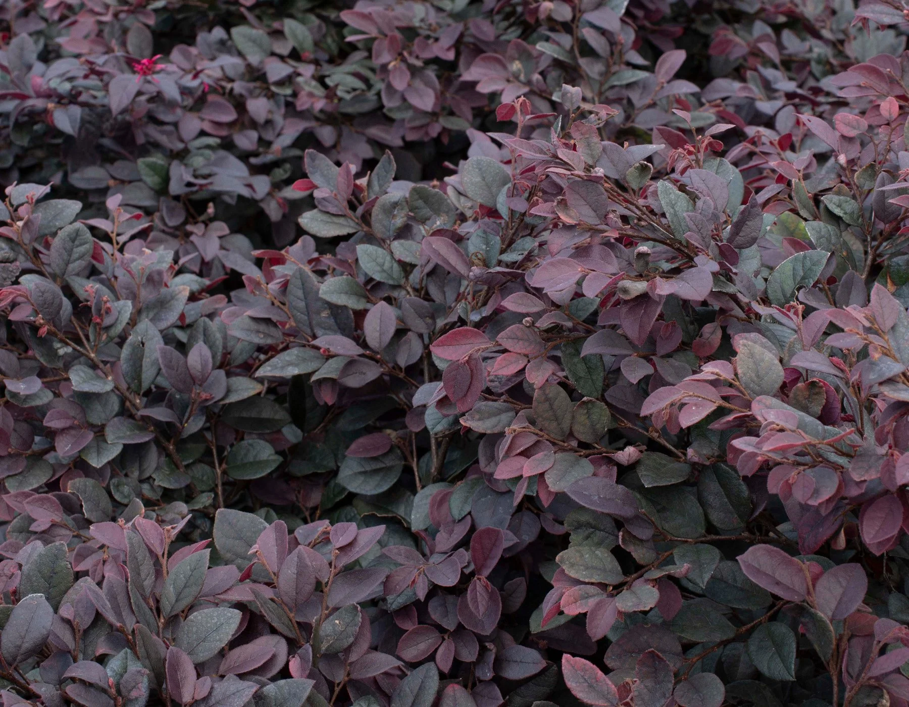 Loropetalum_CeriseCharm.jpg
