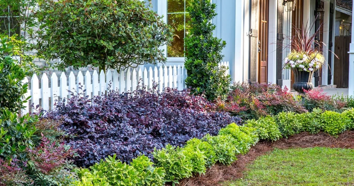 Purple Diamond Loropetalum