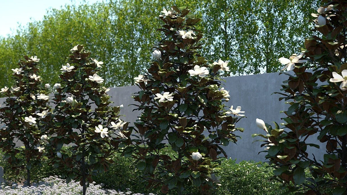 Magnolia Little Gem