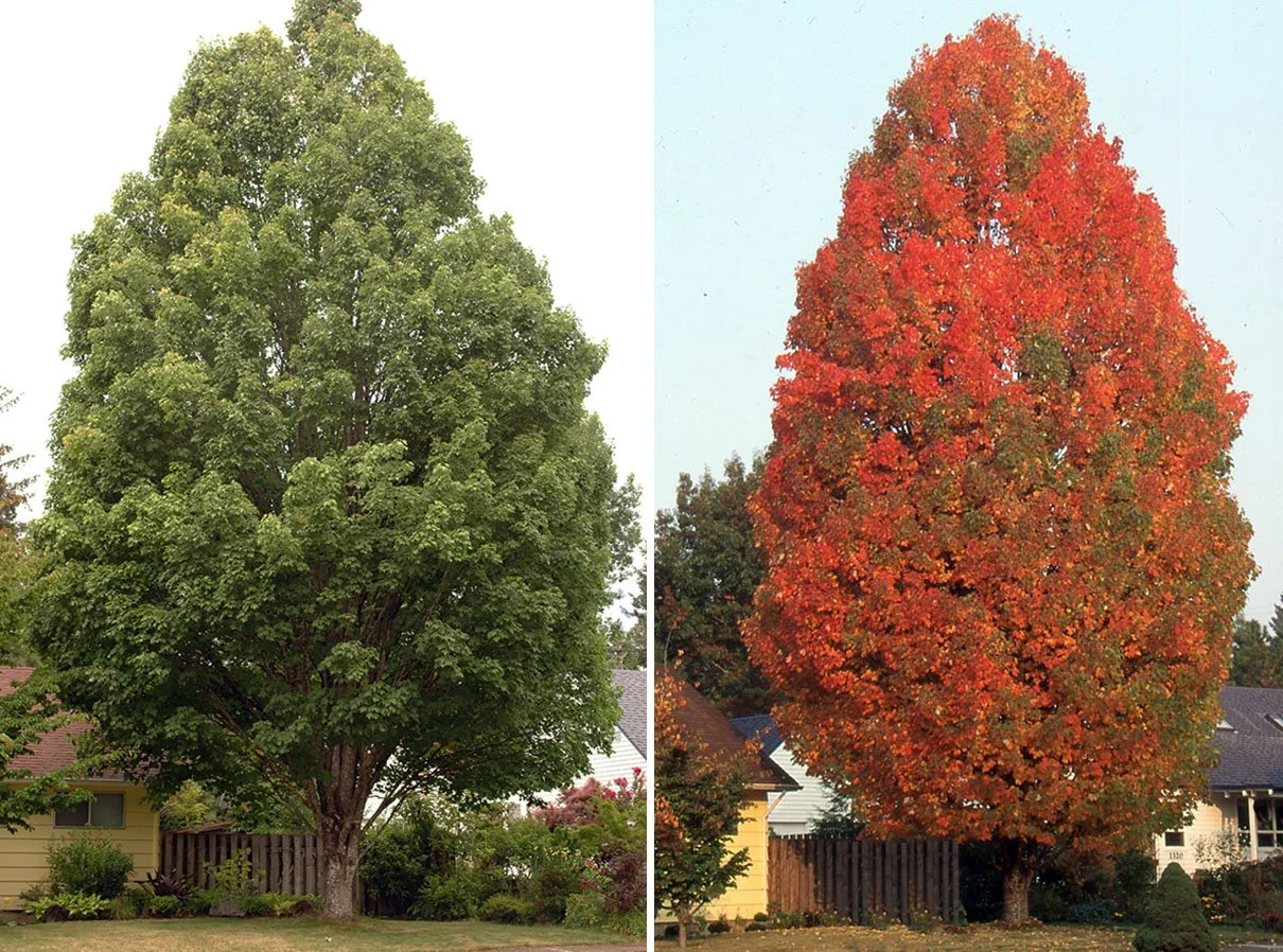 Summer Red Maple