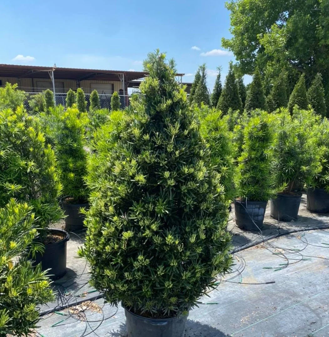 Podocarpus Pringles