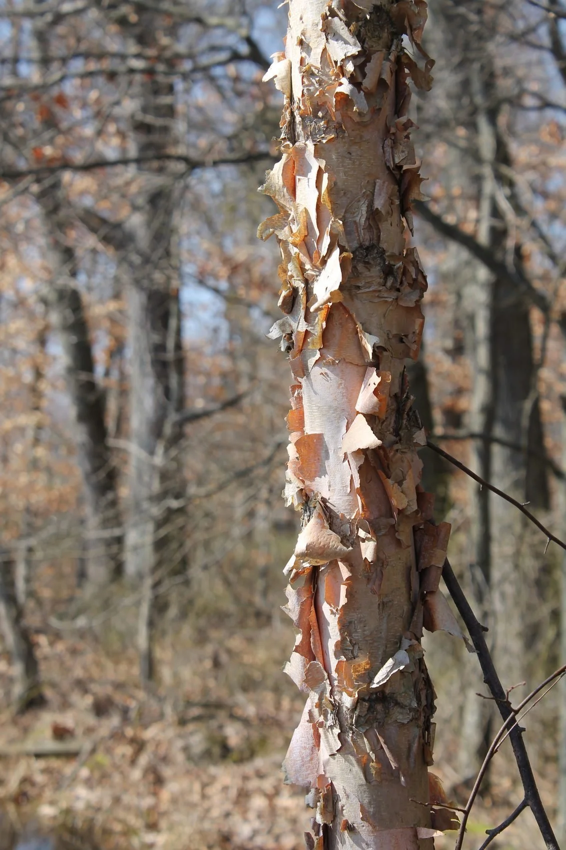 River Birch Tree