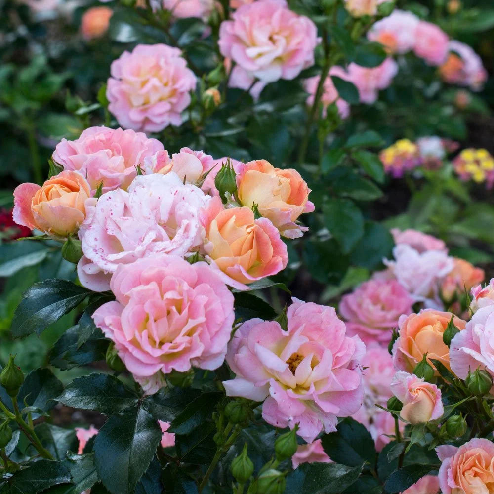 Rose_Peach Drift.jpg