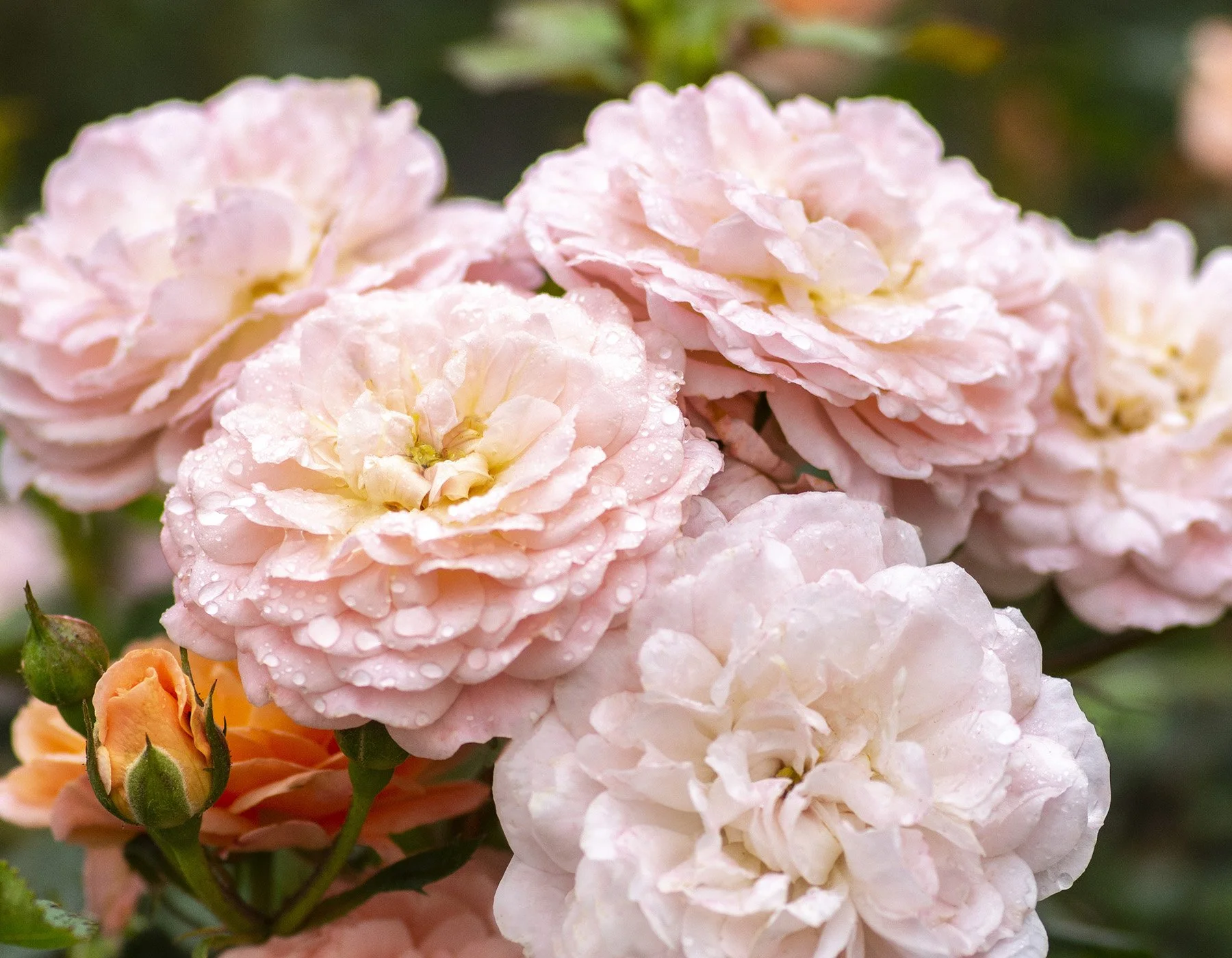 Rose_Apricot Drift_1.jpg