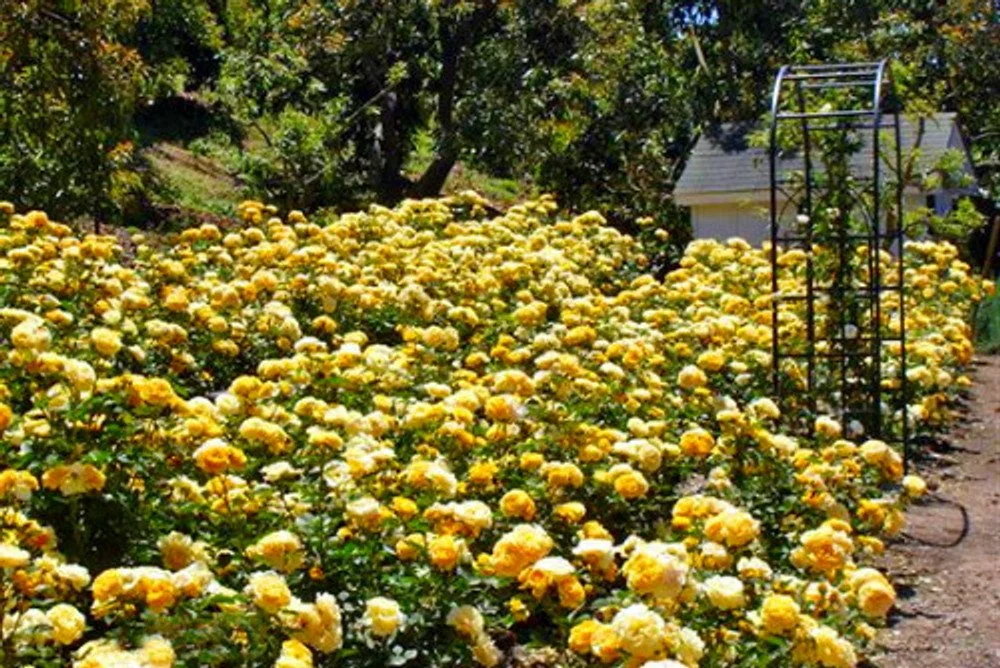 Julia Child Rose
