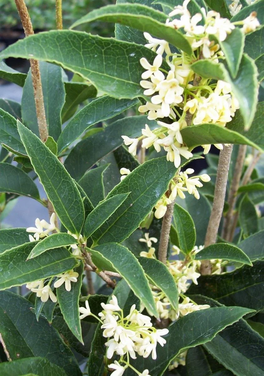 Tea Olive